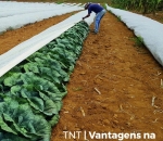 TNT Agrícola