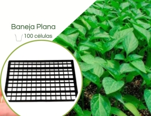 Kit 1 Bandeja Plana 100 Células +  Tubete  200ML Para produção de mudas Café Canilon