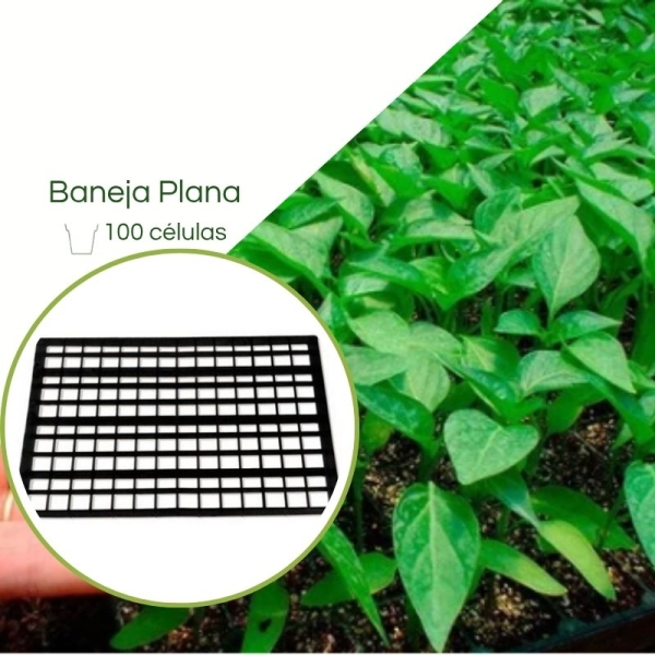 Kit 1 Bandeja Plana 100 Células +  Tubete  200ML Para produção de mudas Café Canilon