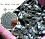 Tela Pisicultura para Criação de Alevinos n° 15
