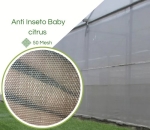 Clarite®  Baby Citrus Branca 50 Mesh