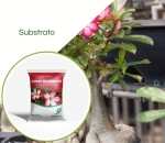 Substrato Para Rosas do Deserto 10L Bioplant