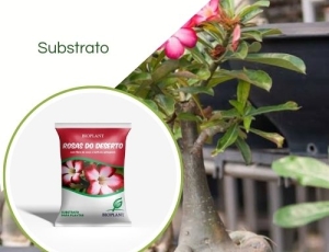 Substrato Para Rosas do Deserto 10L Bioplant