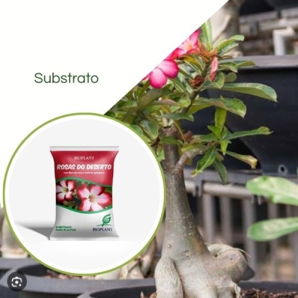 Substrato Para Rosas do Deserto 10L Bioplant