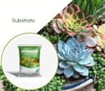 Substrato Suculentas Casca Arroz+fibra Coco 10LT Bioplant