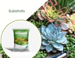 Substrato Suculentas Casca Arroz+fibra Coco 10LT Bioplant
