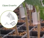 Clipes para  Enxertia 2.8mm Roxo - Pcte com 1.000 pçs