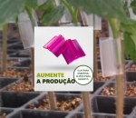 Clipes para Enxertia 1.2mm Incolor - Pcte com 1.000pçs