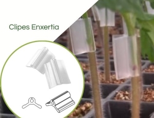 Clipes para Enxertia 1.2mm Incolor - Pcte com 1.000pçs