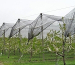 Tela Antiafídeo Preto 50 mesh - Politiv