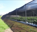 Tela Antiafídeo Preto 50 mesh - Politiv