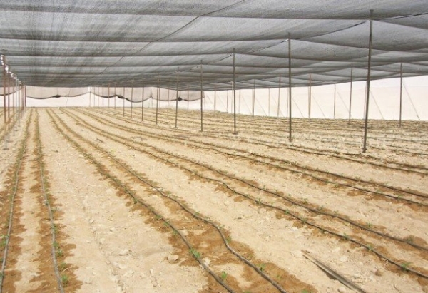 Tela Antiafídeo Preto 50 mesh - Politiv