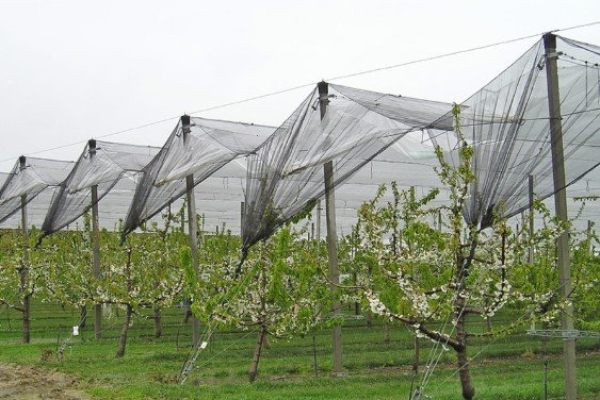 Tela Antiafídeo Preto 50 mesh - Politiv
