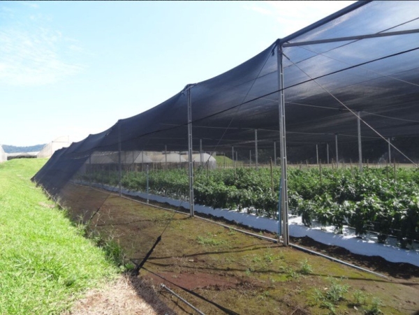 Tela Antiafídeo Preto 50 mesh - Politiv