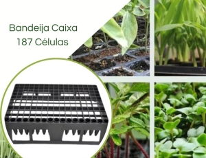Bandeja Caixa 187 Células para TB 030/55cm