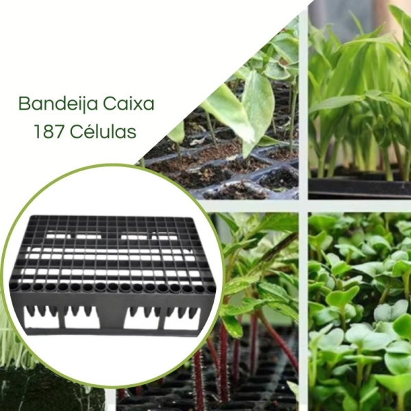Bandeja Caixa 187 Células para TB 030/55cm