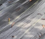 Rafia de Solo Colheita de Pimenta do Reino