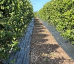 Rafia de Solo Colheita de Pimenta do Reino