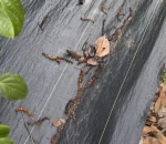 Rafia de Solo Colheita de Pimenta do Reino