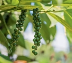 Rafia de Solo Colheita de Pimenta do Reino