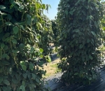 Rafia de Solo Colheita de Pimenta do Reino