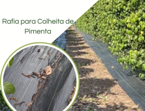 Rafia de Solo Colheita de Pimenta do Reino