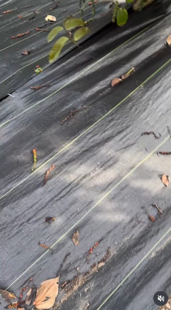 Rafia de Solo Colheita de Pimenta do Reino