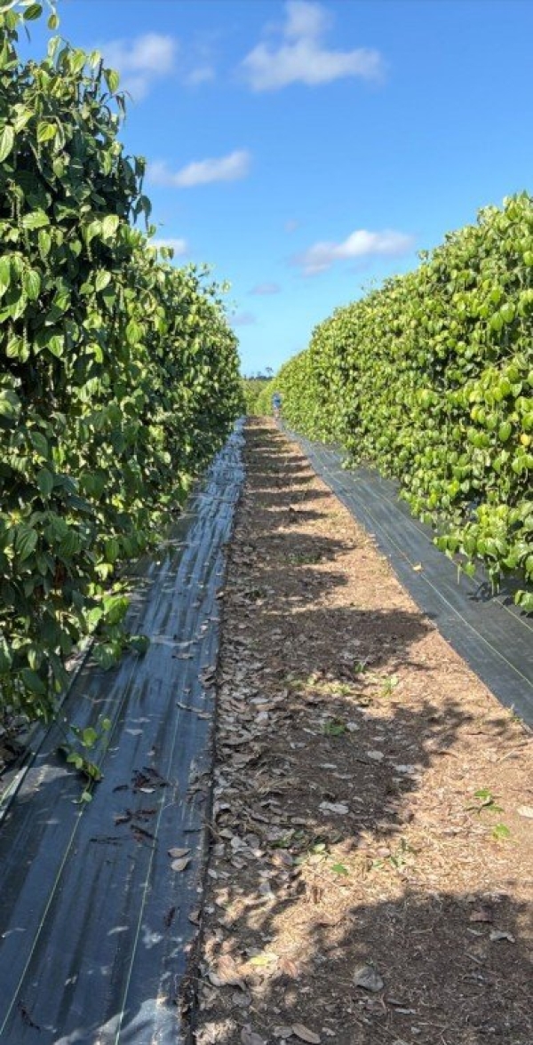 Rafia de Solo Colheita de Pimenta do Reino