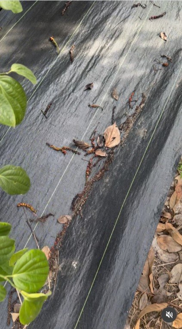 Rafia de Solo Colheita de Pimenta do Reino