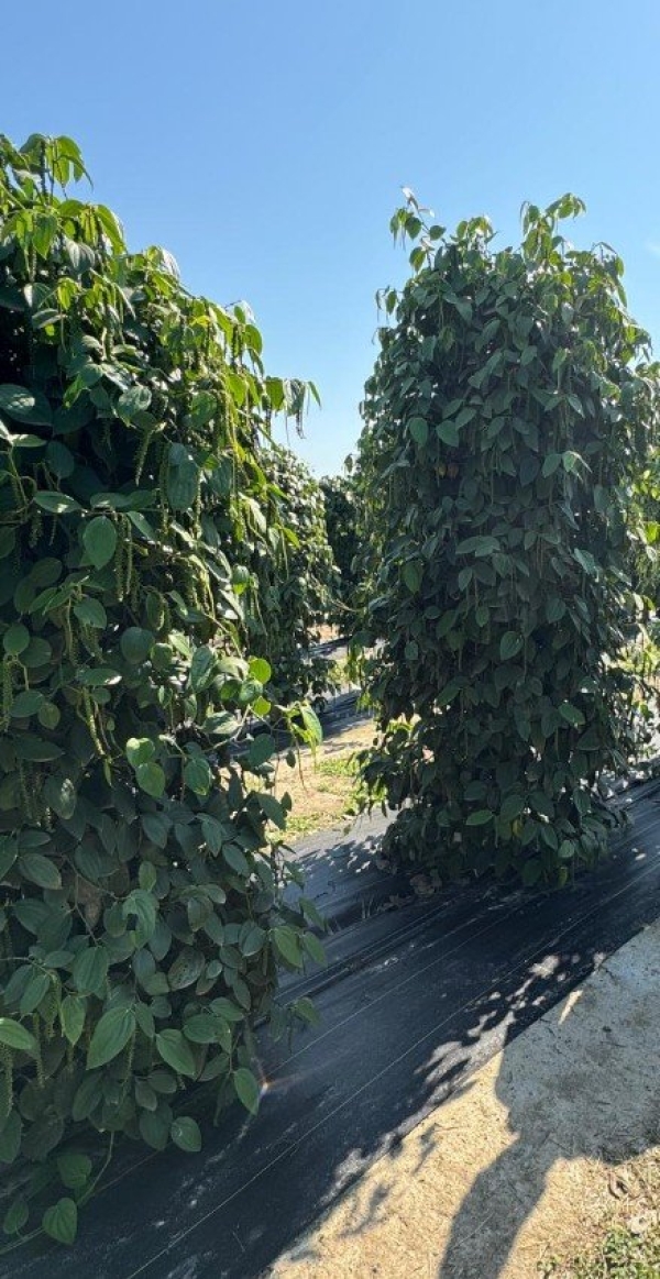 Rafia de Solo Colheita de Pimenta do Reino