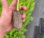 Paper Pot - Embalamgem Para Muda Biodegradável /Milheiro