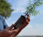 Paper Pot - Embalamgem Para Muda Biodegradável /Milheiro