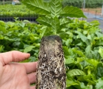 Paper Pot - Embalamgem Para Muda Biodegradável /Milheiro