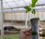 Paper Pot - Embalamgem Para Muda Biodegradável /Milheiro