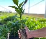 Paper Pot - Embalamgem Para Muda Biodegradável /Milheiro