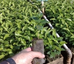 Paper Pot - Embalamgem Para Muda Biodegradável /Milheiro