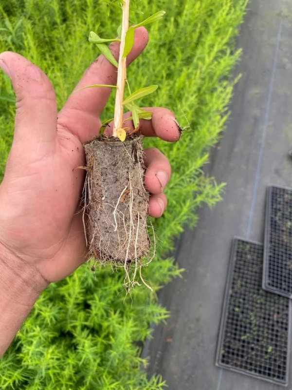 Paper Pot - Embalamgem Para Muda Biodegradável /Milheiro