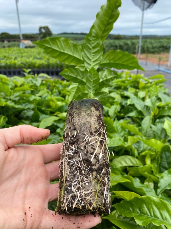 Paper Pot - Embalamgem Para Muda Biodegradável /Milheiro