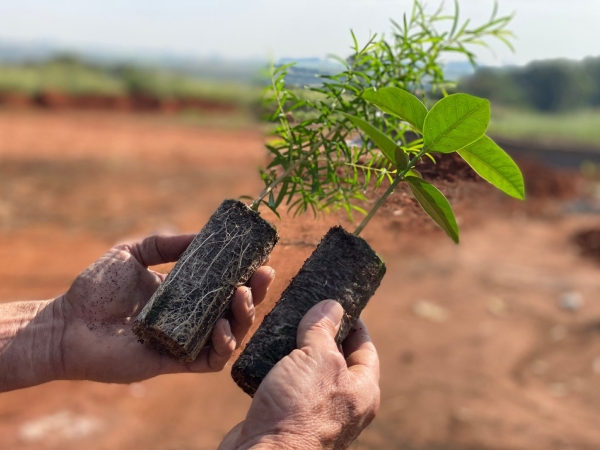 Paper Pot - Embalamgem Para Muda Biodegradável /Milheiro