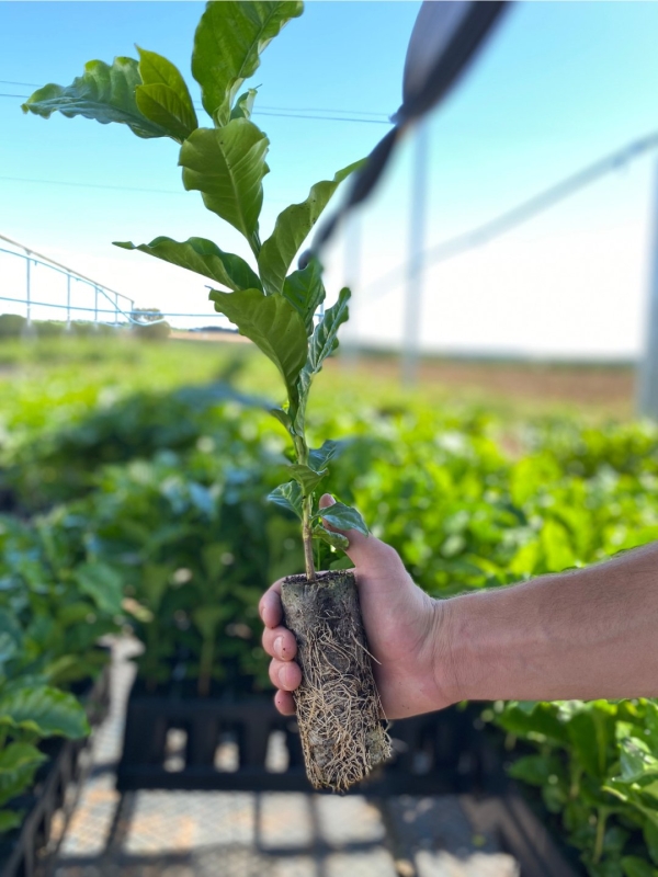 Paper Pot - Embalamgem Para Muda Biodegradável /Milheiro