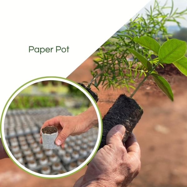 Paper Pot - Embalamgem Para Muda Biodegradável /Milheiro