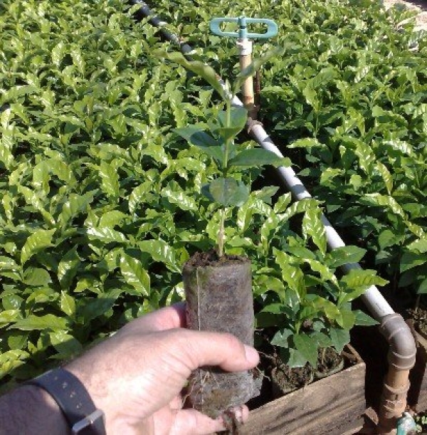 Paper Pot - Embalamgem Para Muda Biodegradável /Milheiro