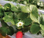 Lona Calha 0,4 x 300 Para Produção de Morango