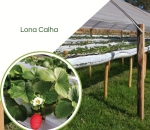 Lona Calha 0,4 x 300 Para Produção de Morango