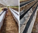 Lona Calha 0,4 x 300 Para Produção de Morango