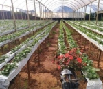 Lona Calha 0,4 x 300 Para Produção de Morango