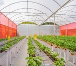 Lona Calha 0,4 x 300 Para Produção de Morango