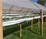 Lona Calha 0,4 x 300 Para Produção de Morango