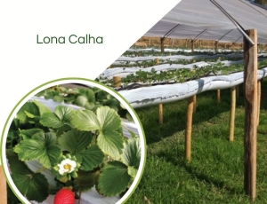 Lona Calha 0,4 x 300 Para Produção de Morango