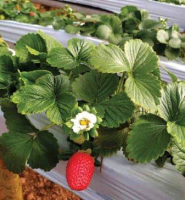 Lona Calha 0,4 x 300 Para Produção de Morango